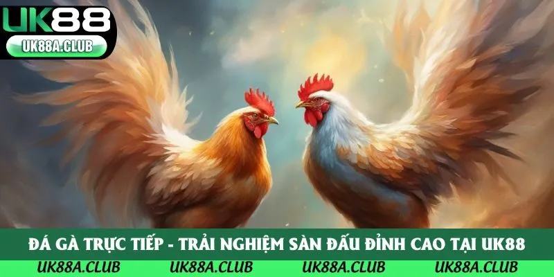 Đá Gà Trực Tiếp - Trải Nghiệm Sàn Đấu Đỉnh Cao Tại UK88