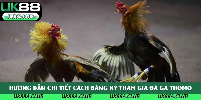 Hướng dẫn chi tiết cách đăng ký tham gia đá gà Thomo