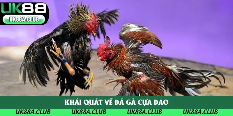 Khái quát về đá gà cựa dao