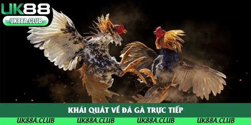 Khái quát về đá gà trực tiếp