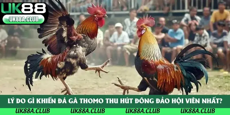Lý do gì khiến đá gà Thomo thu hút đông đảo hội viên nhất?
