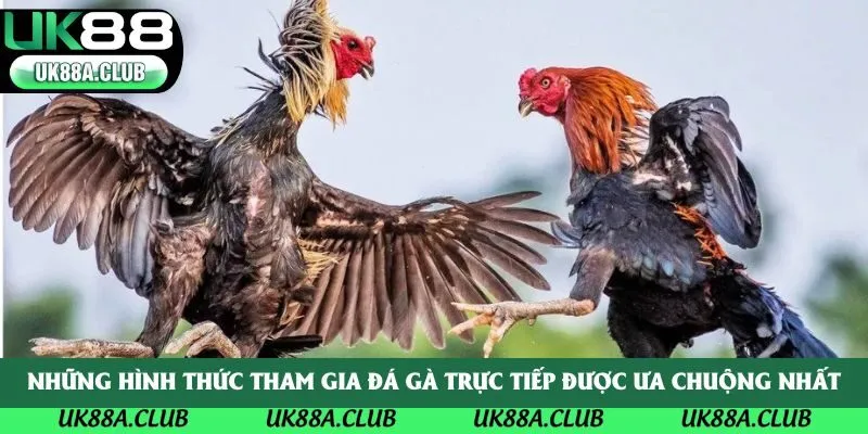 Những hình thức tham gia đá gà trực tiếp được ưa chuộng nhất