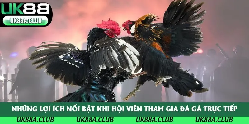 Những lợi ích nổi bật khi hội viên tham gia đá gà trực tiếp