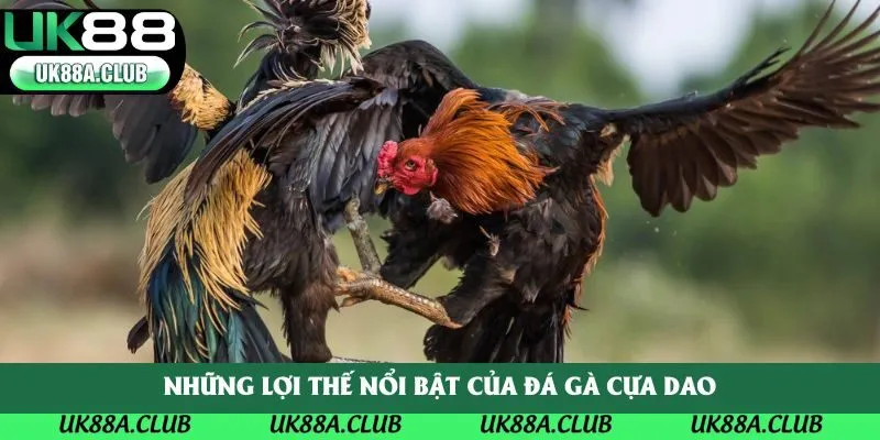 Những lợi thế nổi bật của đá gà cựa dao