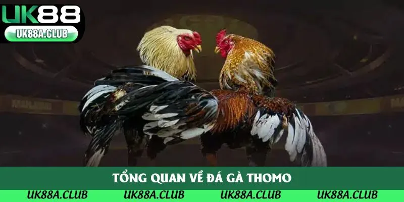 Tổng quan về đá gà thomo